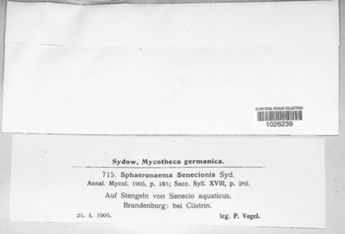 Leptosphaeria sydowii image